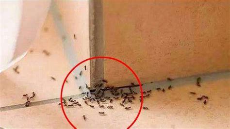 家里有蚂蚁 安床方向